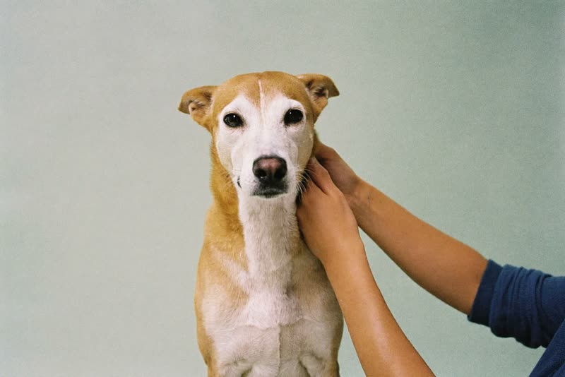 A calm dog standing steady, held by two hands during grooming