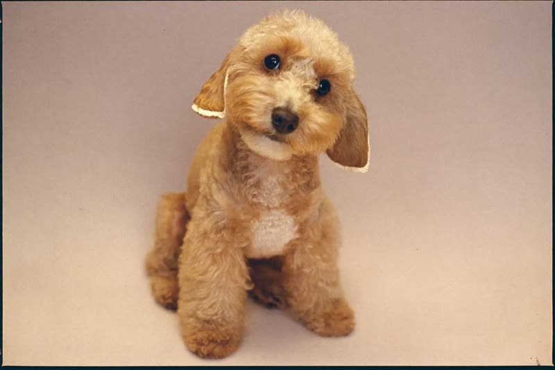 Small curly-coated dog sitting with a neat finished trim
