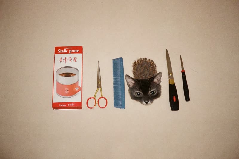 Grooming scissors, brush, comb and clippers laid out in a row