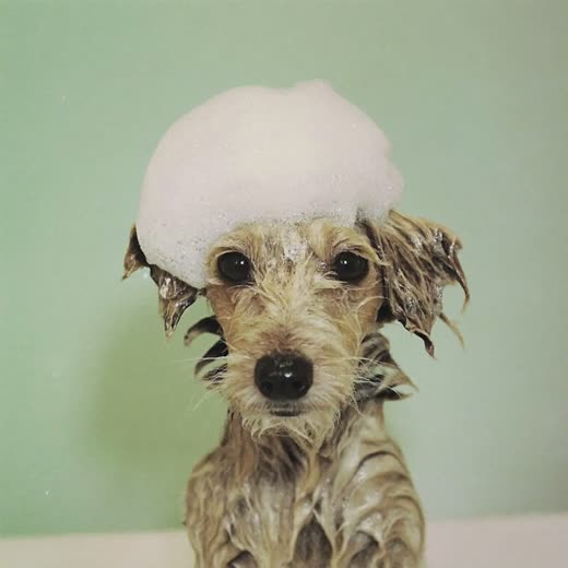 Small dog mid-bath with a crown of shampoo bubbles