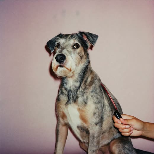 Wiry-coated dog after a hand-strip, comb held at the frame edge
