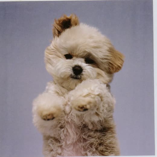 Fluffy small dog with its coat lifting during a blow-dry