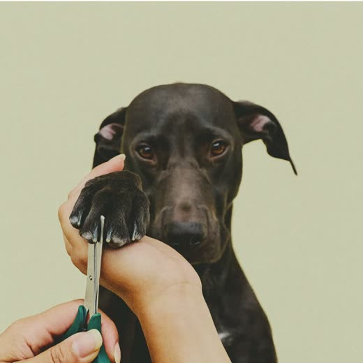A dog's paw held gently for a nail trim