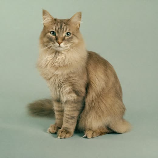 Long-haired cat sitting calmly with a freshly brushed coat
